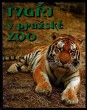 Tygři v pražské ZOO